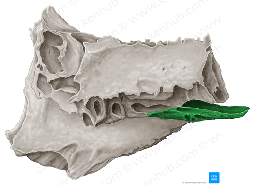 Middle nasal concha of ethmoid bone (#2797)