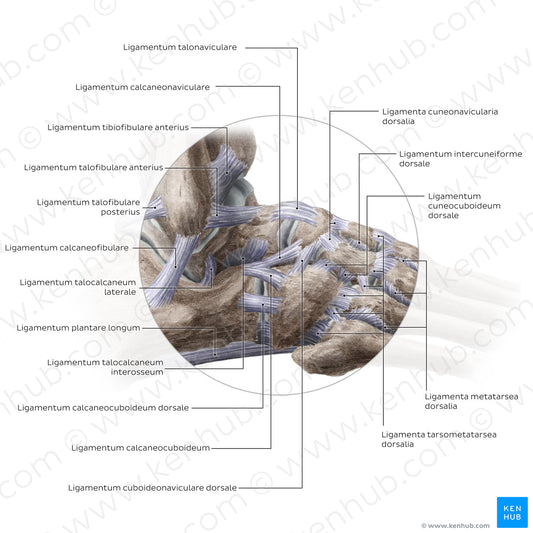 Ligaments of the foot (lateral view) (Latin)