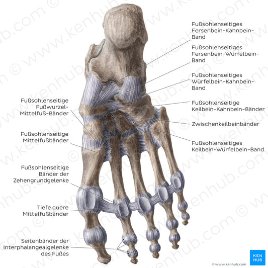 Ligaments of the foot (plantar view) (German)