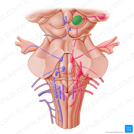 Superior colliculus (#2667)