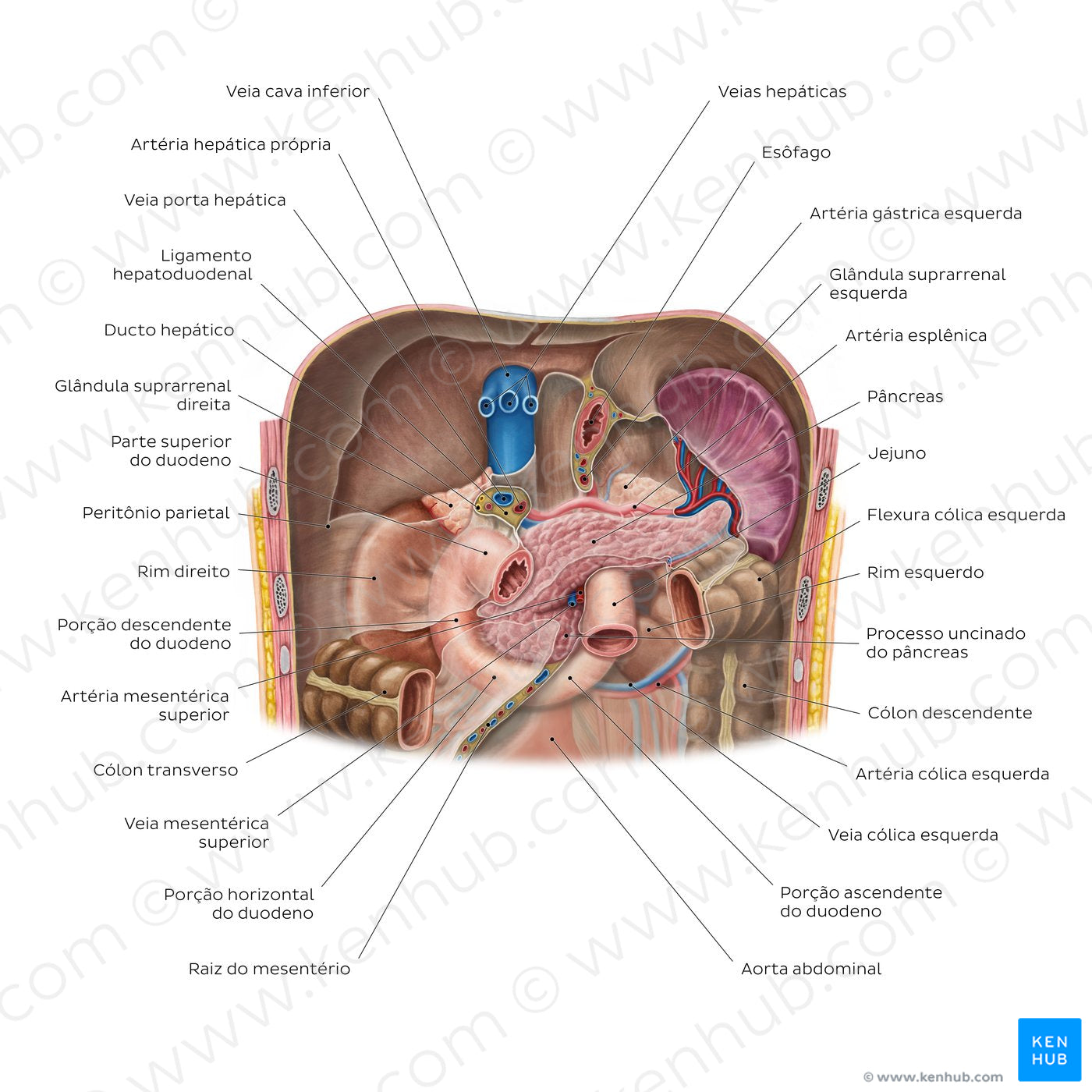 Kidneys in situ (Portuguese)