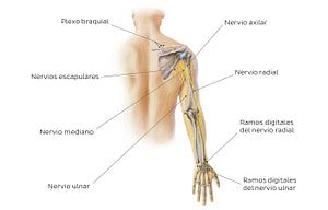 Main nerves of the upper limb - posterior (Spanish)