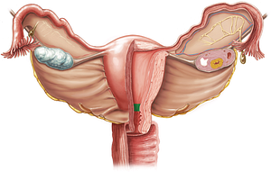 Internal os of uterus (#7538)