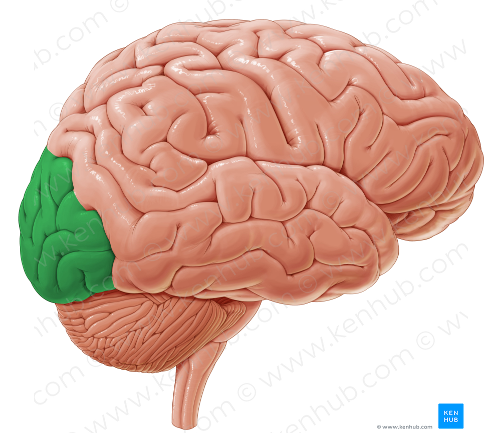 Occipital lobe (#4849)