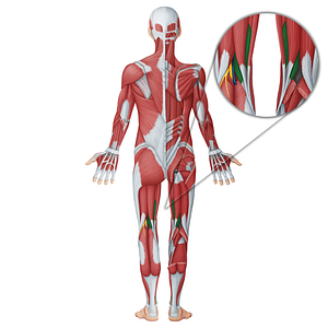 Semimembranosus muscle (#18740)