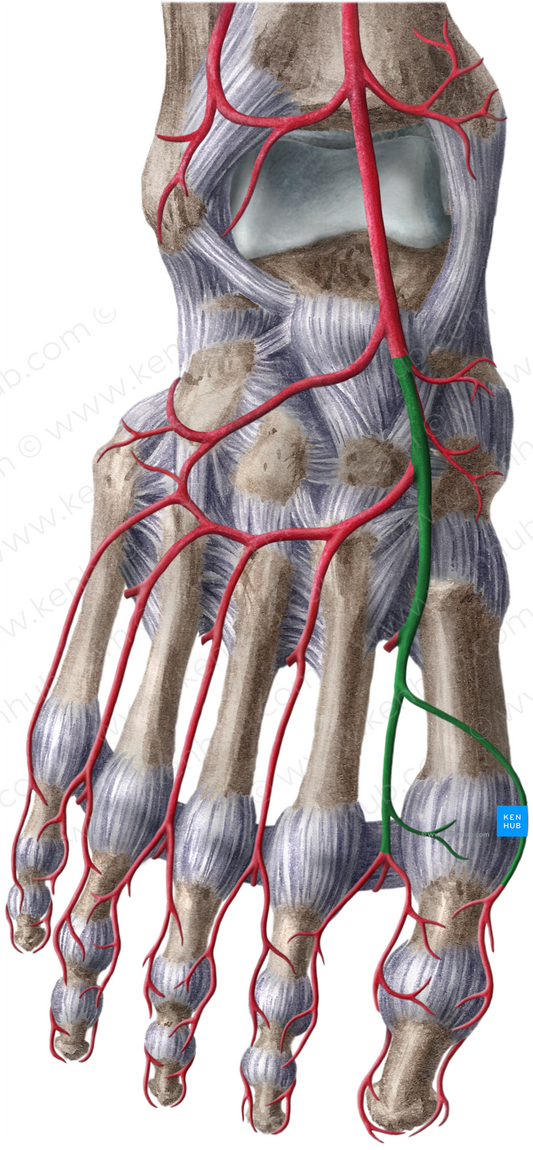 Dorsalis pedis artery (#1109)