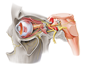 Short ciliary nerves (#6204)