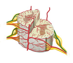 Posterior radicular artery (#1710)