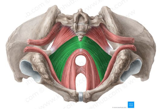 Iliococcygeus muscle (#5454)