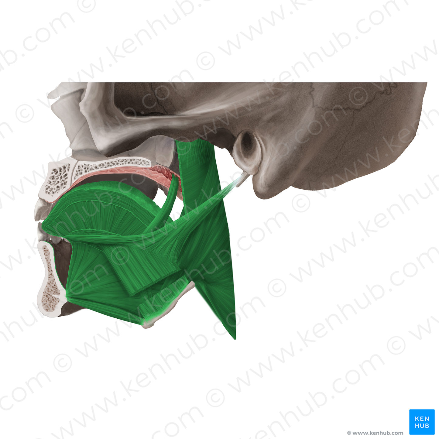 Muscles of tongue (#20082)