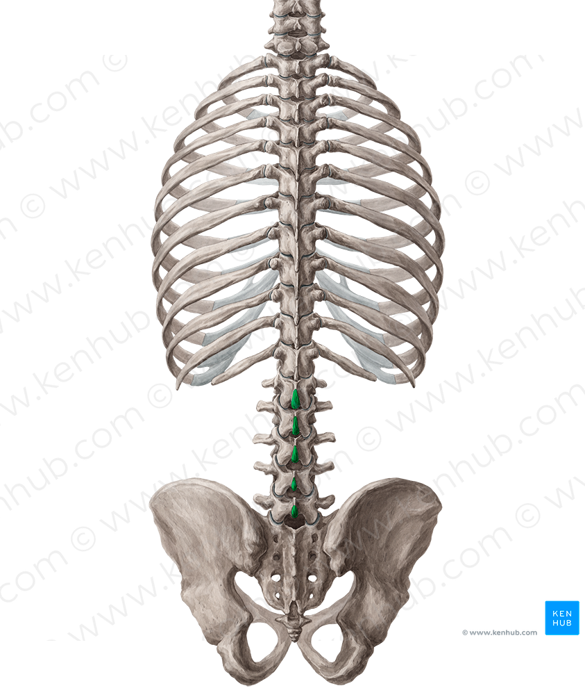 Spinous processes of vertebrae L1-L5 (#8260)