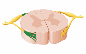 Rootlets of spinal nerve (#12057)