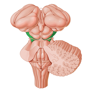 Cerebral peduncle (#7843)