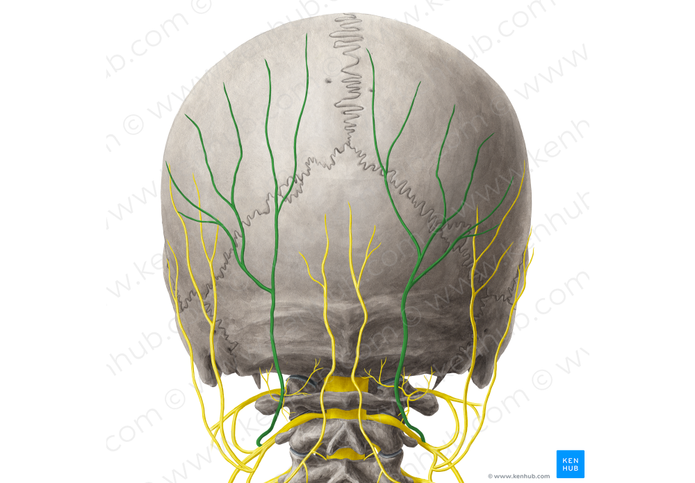 Greater occipital nerve (#6606)