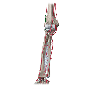 Radial recurrent artery (#1740)