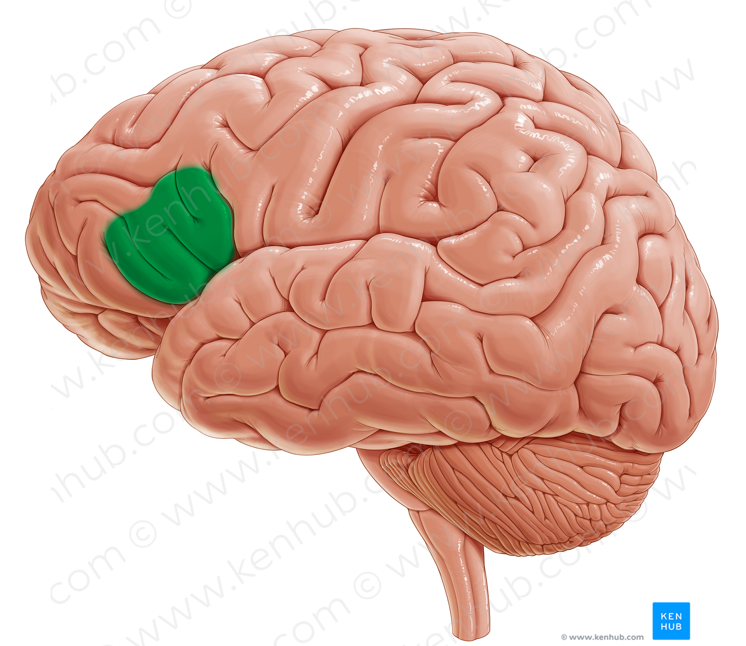 Triangular part of inferior frontal gyrus (#7811)