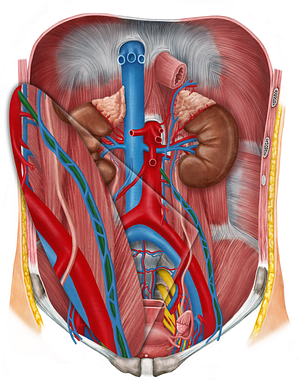 Left ovarian artery (#1577)