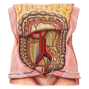 Left colic artery (#1064)