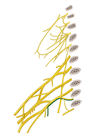 Medial brachial cutaneous nerve (#6368)