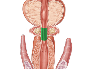 Membranous part of urethra (#7737)
