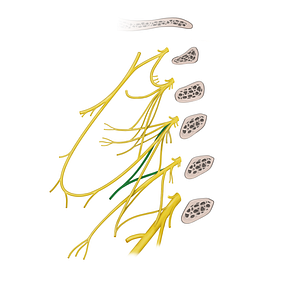 Trapezius branch of cervical plexus (#8825)