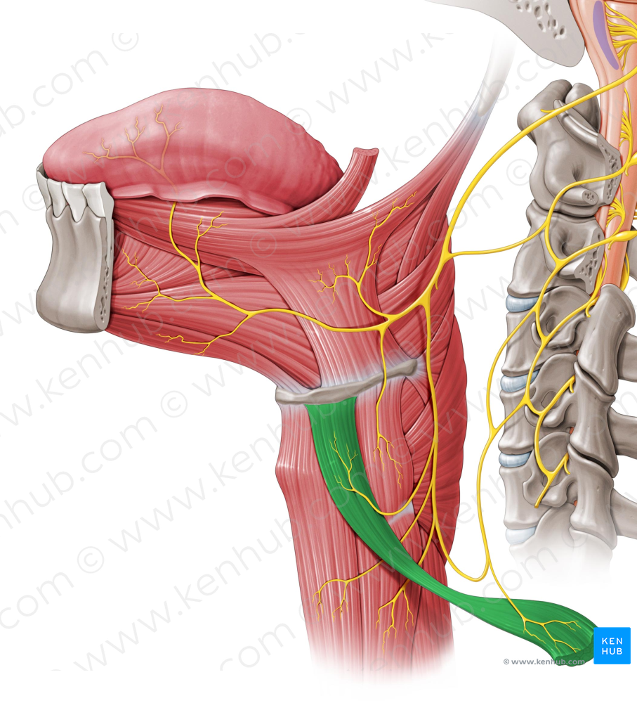 Omohyoid muscle (#5687)