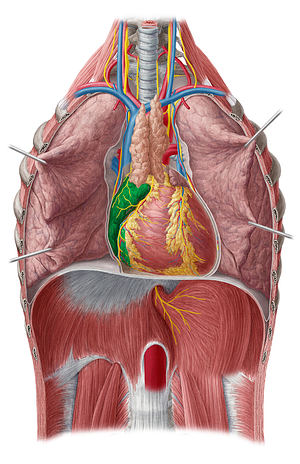 Right atrium of heart (#2104)