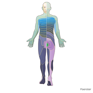 S5 dermatome (#20836)