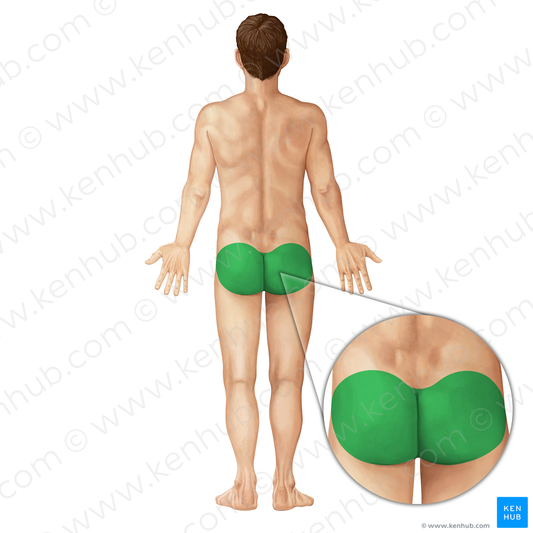 Gluteal region (#213)