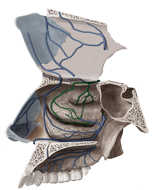 Septal and lateral nasal branches of posterior ethmoidal vein (#8561)
