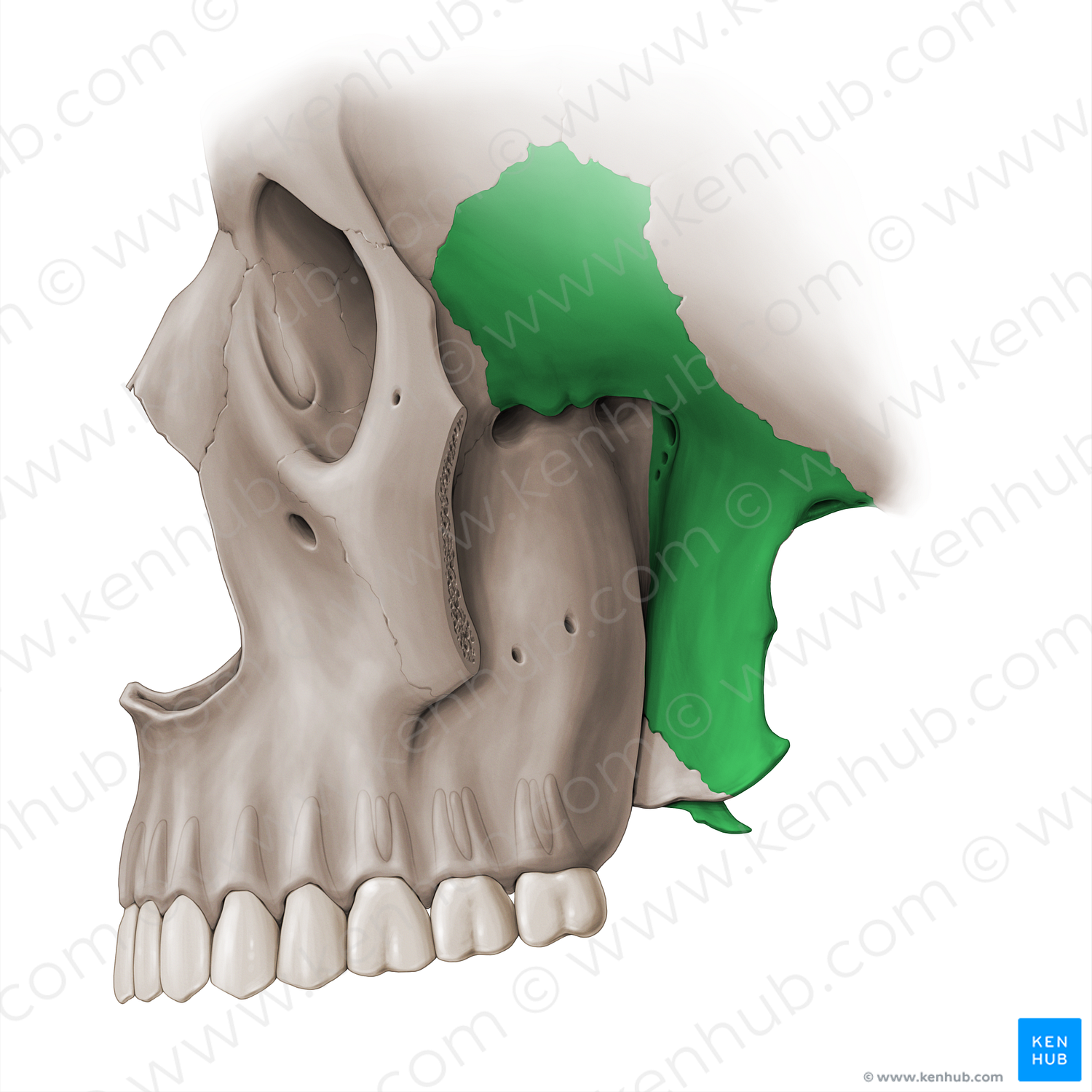 Sphenoid bone (#18479)