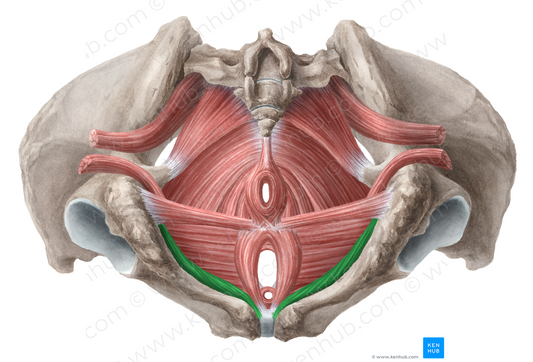 Ischiocavernosus muscle (female) (#5510)