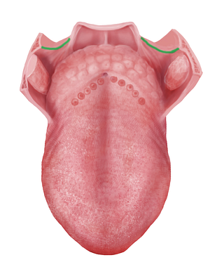 Palatopharyngeal arch (#840)