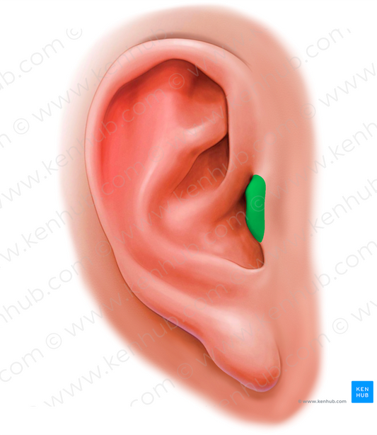 Tragus of auricle (#20190)
