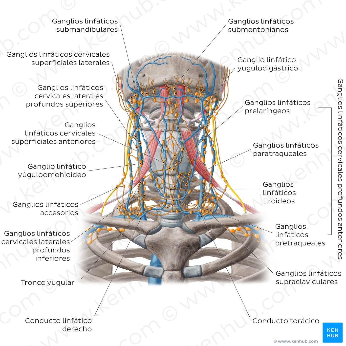 Lymphatics of the head and neck (Anterior) (Spanish)