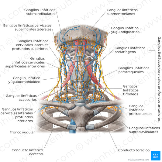 Lymphatics of the head and neck (Anterior) (Spanish)