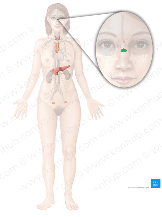 Pituitary gland (#4101)