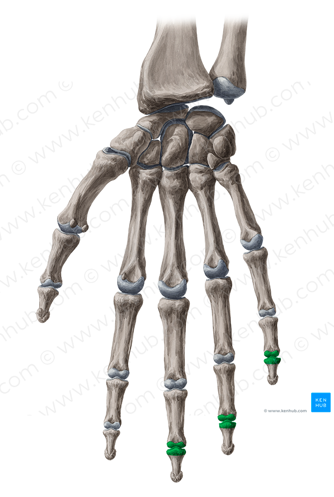 Distal interphalangeal joints of 3rd-5th fingers (#2040)