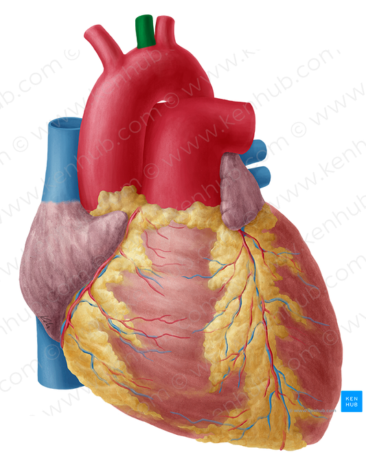 Left common carotid artery (#944)