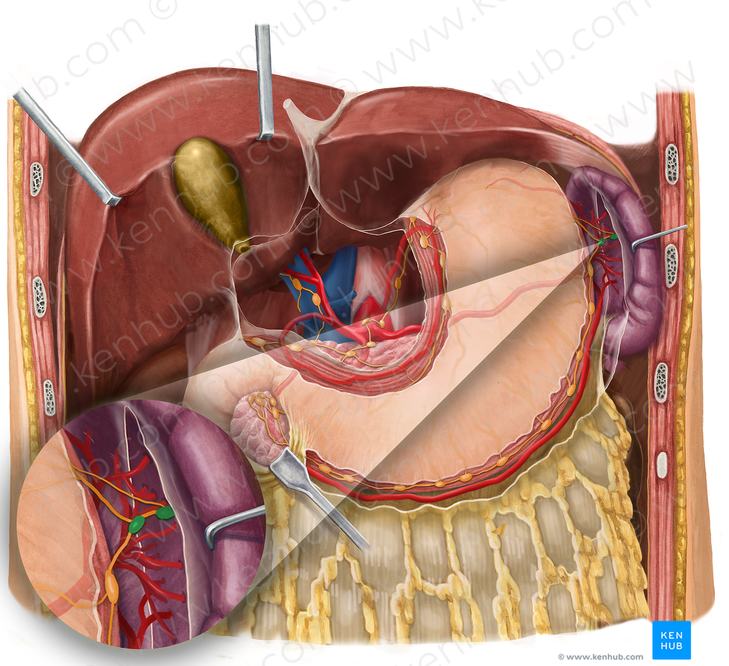 Splenic lymph nodes (#7111)