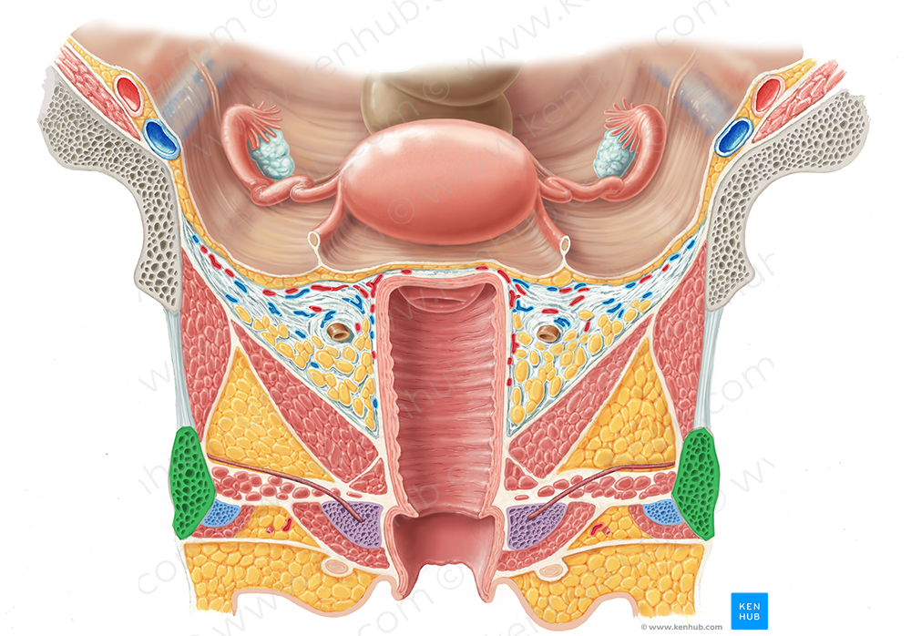 Inferior pubic ramus (#8714)