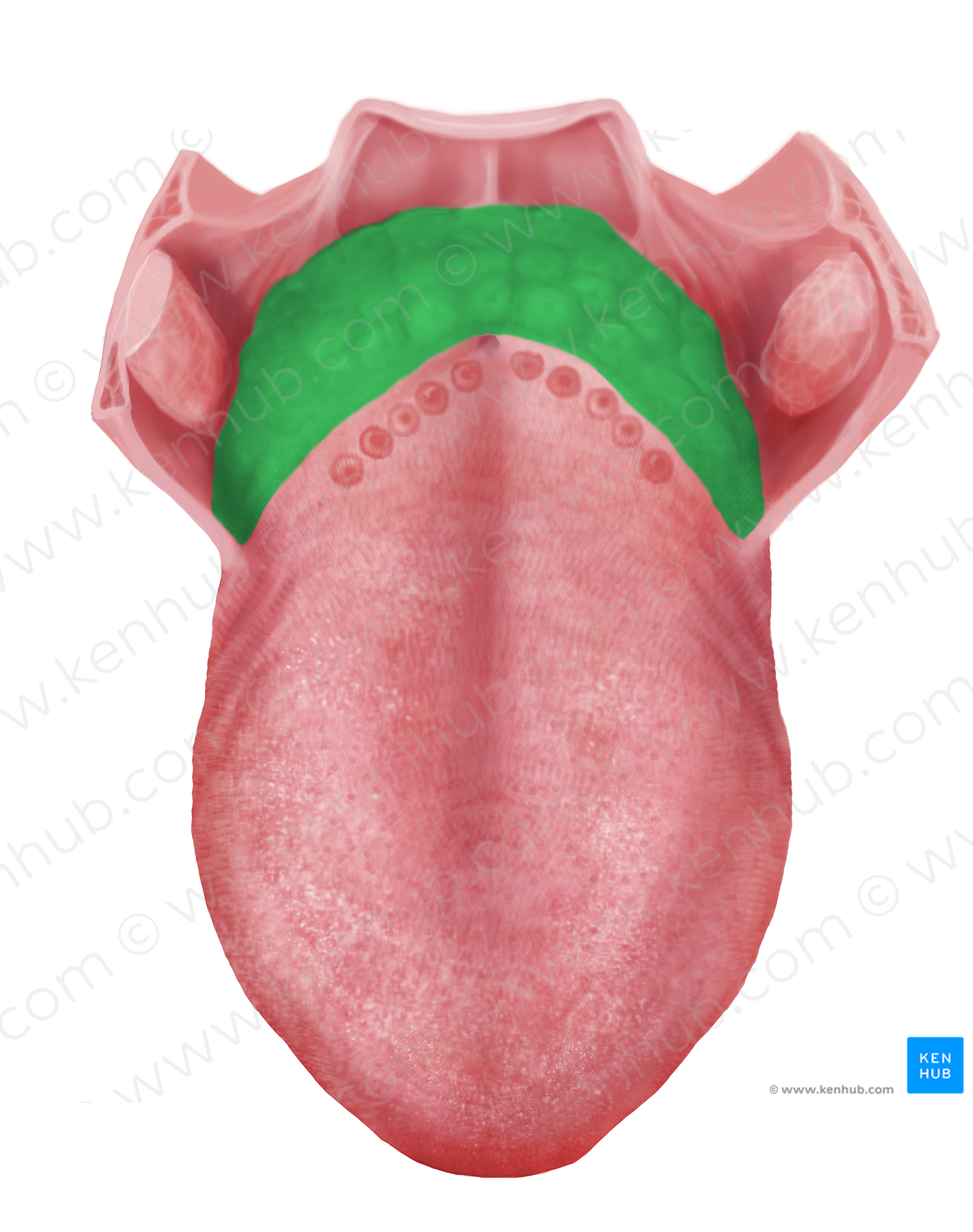 Root of tongue (#8443)