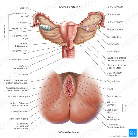 Female reproductive system (German)