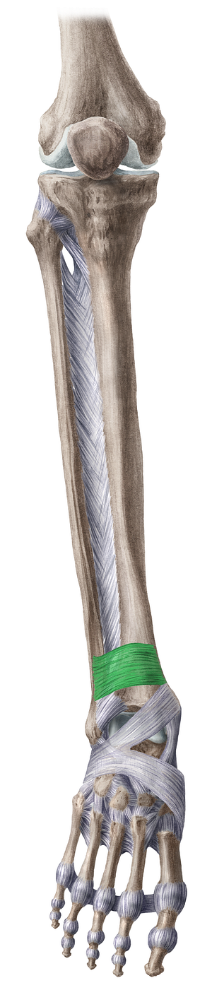 Superior extensor retinaculum (#8926)