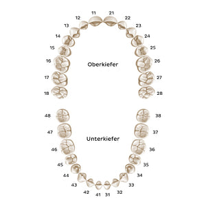 FDI/ISO System (permanent teeth) (German)