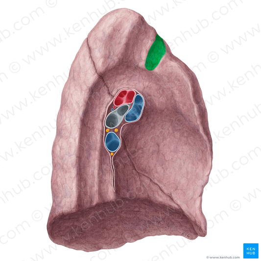 Impression for left brachiocephalic vein of left lung (#21337)