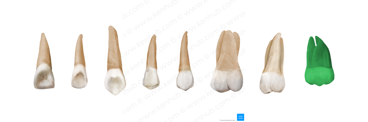 3rd molar tooth (#3224)