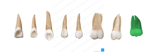 3rd molar tooth (#3224)