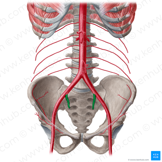 Internal iliac artery (#21560)