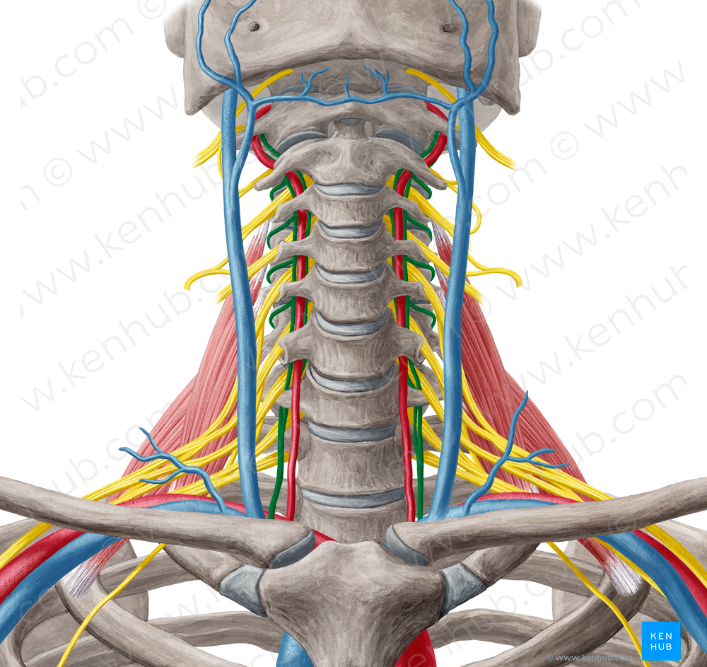 Vertebral vein (#10675)